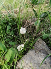 (c) Pantazi Katerina, some rights reserved (CC BY) Crocus boryi, photograph (c) Pantazi Katerina, some rights reserved (CC BY)