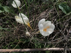 (c) Pantazi Katerina, some rights reserved (CC BY) Crocus boryi, photograph (c) Pantazi Katerina, some rights reserved (CC BY)