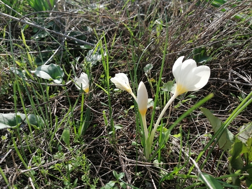 Crocus boryi, photograph 6