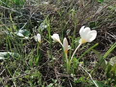 Crocus boryi, photograph (c) Pantazi Katerina, some rights reserved (CC BY)