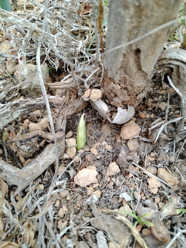 Pancratium canariense, photograph 6