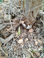 Pancratium canariense, photograph author not stated, no rights reserved