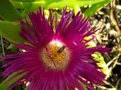 Carpobrotus dimidiatus
