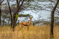 Gazella bennettii