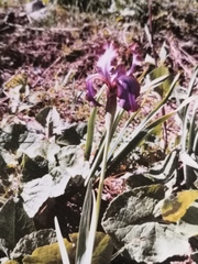 Iris stolonifera