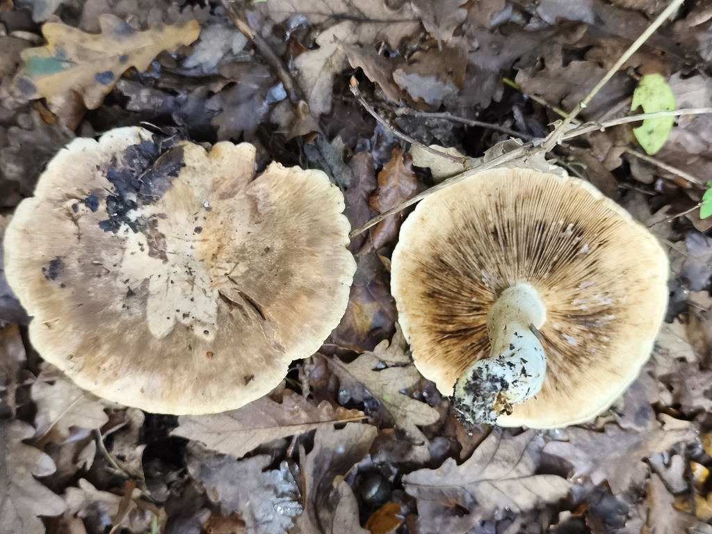 Tricholoma acerbum