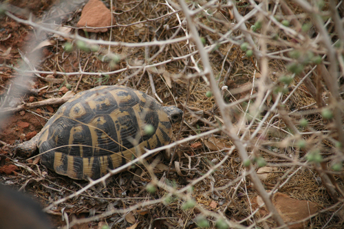 Moorish Tortoise