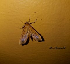 Anarmodia