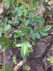 Xanthocercis zambesiaca