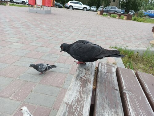 Feral Pigeon