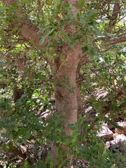 Xanthocercis zambesiaca