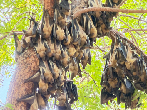 Straw-coloured Fruit Bat