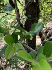 Artabotrys brachypetalus