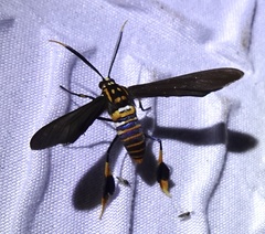 Horama panthalon texana