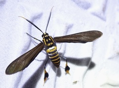 Horama panthalon texana
