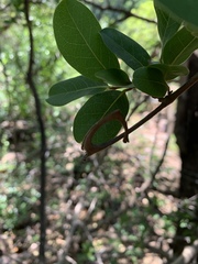 Artabotrys brachypetalus