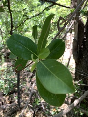 Artabotrys brachypetalus