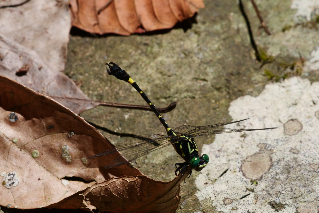 Melligomphus minimus