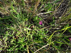 Carpobrotus dimidiatus