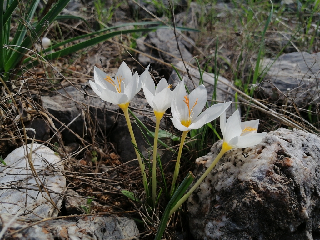 Crocus boryi; photograph (c) Pantazi Katerina, some rights reserved (CC BY)