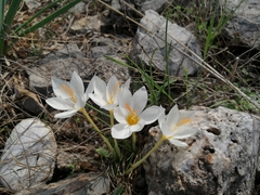 (c) Pantazi Katerina, some rights reserved (CC BY) Crocus boryi, photograph (c) Pantazi Katerina, some rights reserved (CC BY)