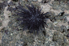 Echinometra vanbrunti