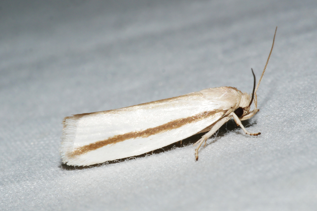 Xylorycta strigata