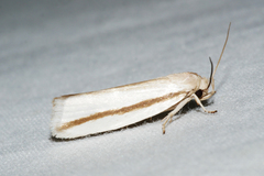 Xylorycta strigata