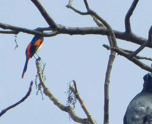 Little Minivet (Pericrocotus lansbergei)