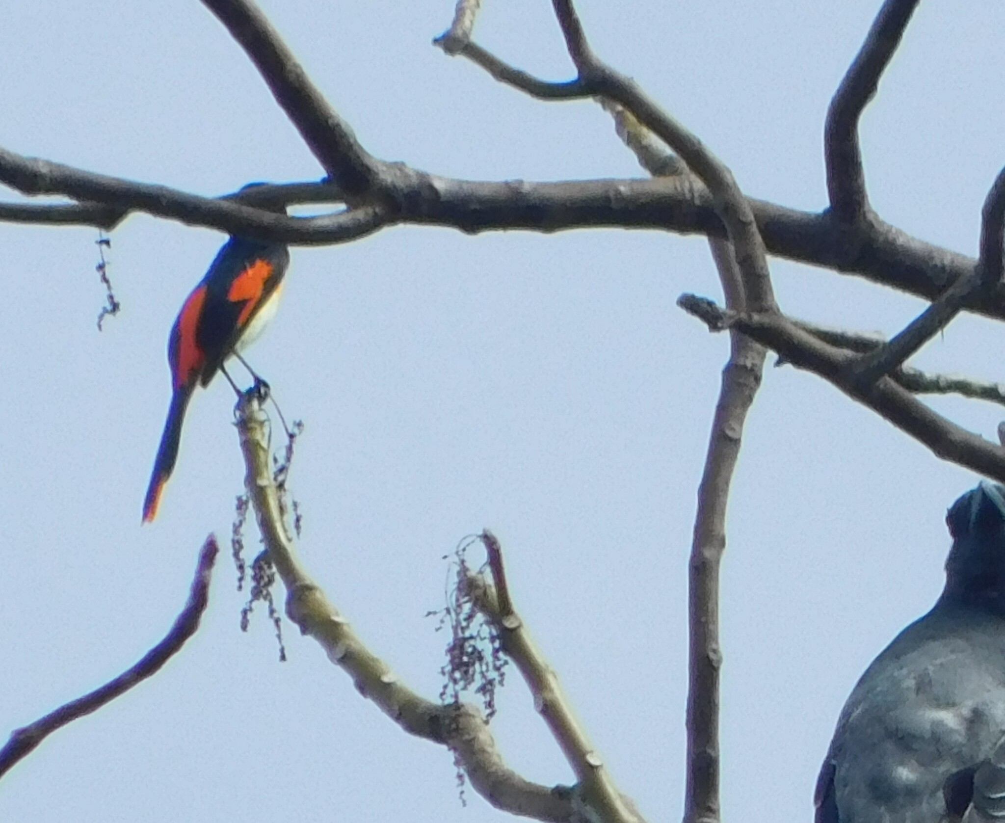 Little Minivet (Pericrocotus lansbergei), photo 1