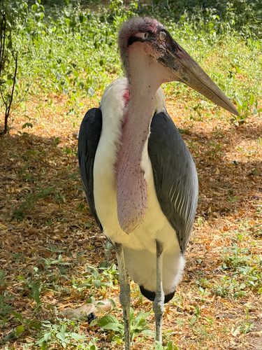 Marabou Stork