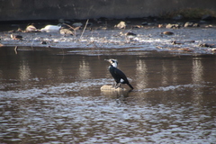 Phalacrocorax carbo