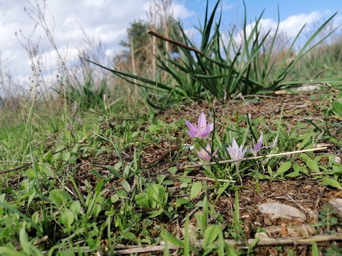 Colchicum peloponnesiacum