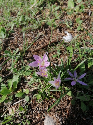 Colchicum peloponnesiacum