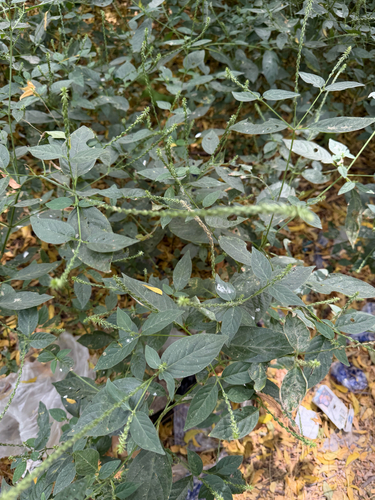 Devil's Horsewhip