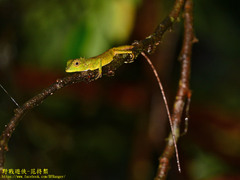 Calotes liolepis
