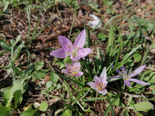 Colchicum peloponnesiacum