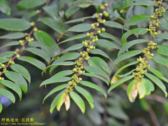 Ziziphus oenopolia
