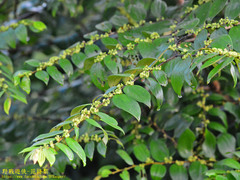 Ziziphus oenopolia