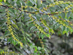 Ziziphus oenopolia