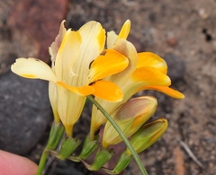 Freesia fergusoniae
