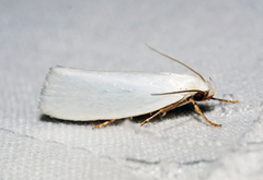 Xylorycta leucophanes