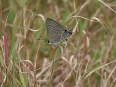 Deudorix epijarbas menesicles