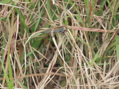 Deudorix epijarbas menesicles
