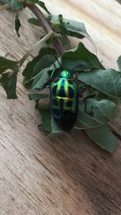 Calidea dregii