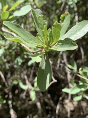 Cordia quercifolia