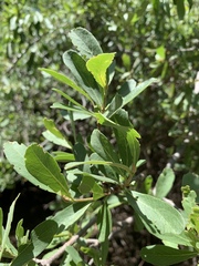 Cordia quercifolia