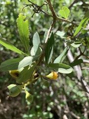 Cordia quercifolia
