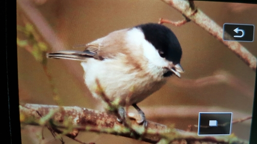 Poecile palustris
