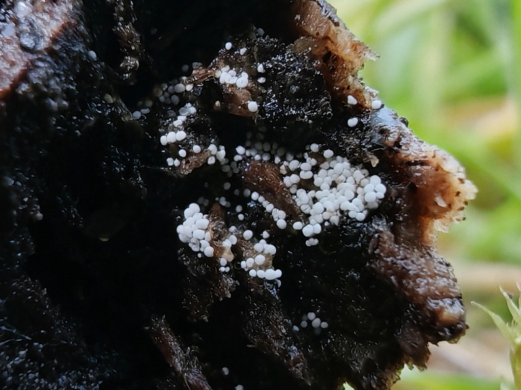 Aegerita candida · November 2025 · photo: © maiglocke (iNaturalist, cc-by-nc)